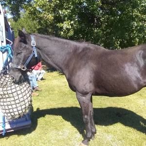 Meet your Posher, Barbara